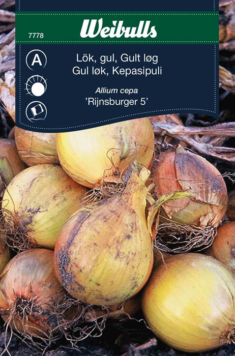 Løg, gult 'Rijnsburger 5'